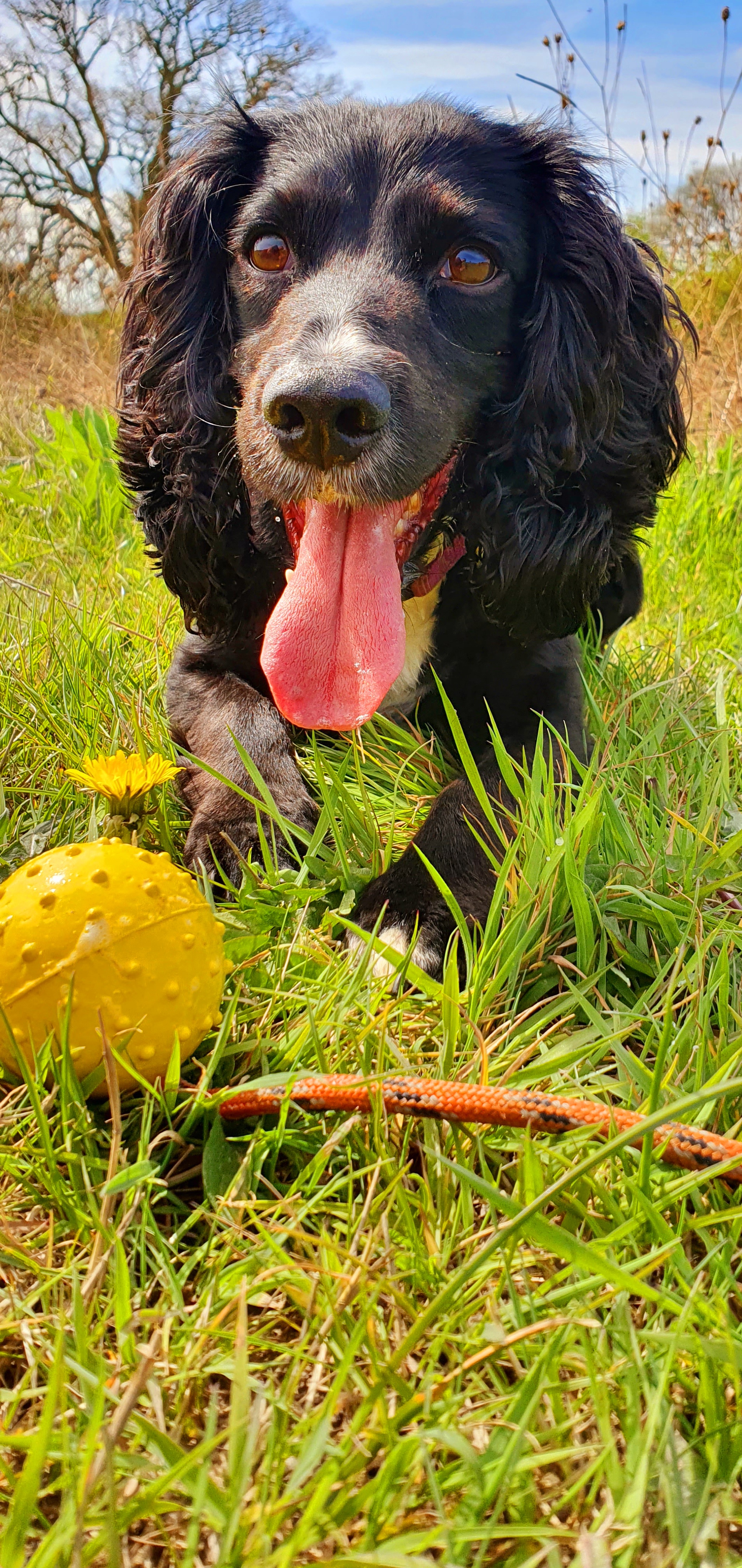 poppyball