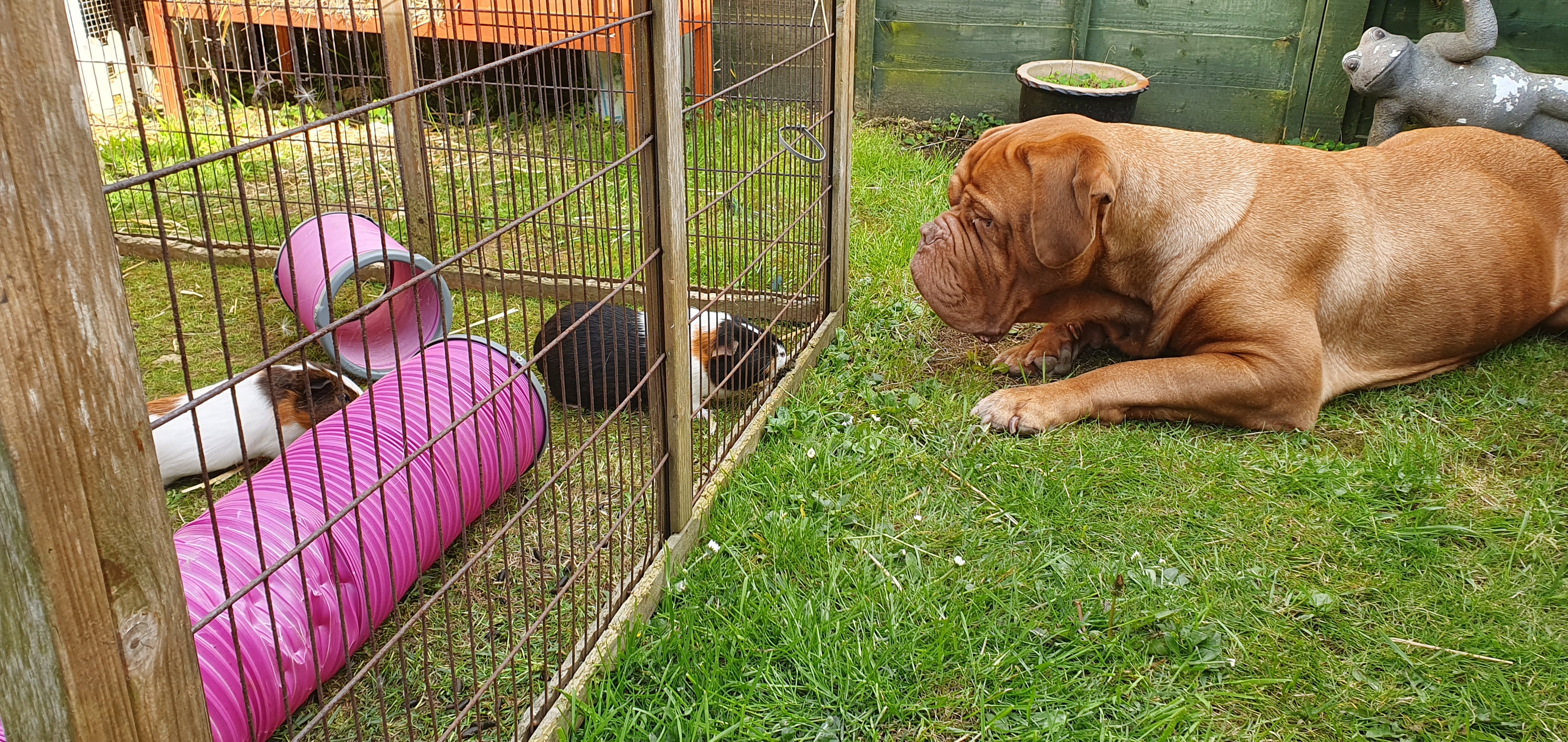 with guinea pigs