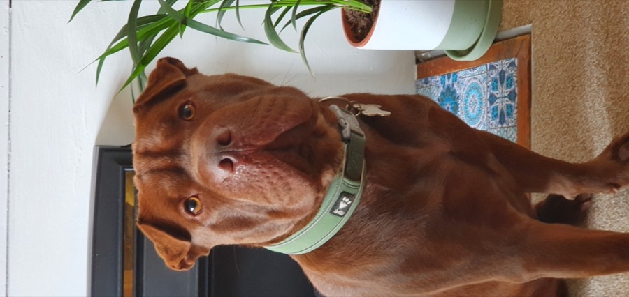 sharpei