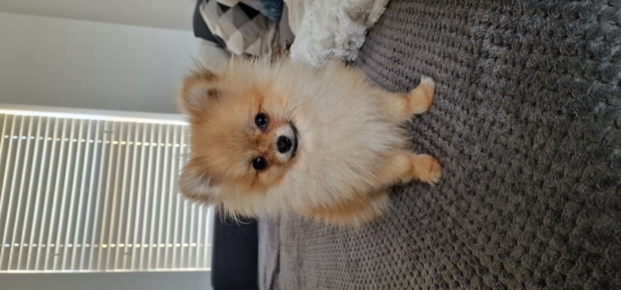 Pomeranian Swindon, separation anxiety