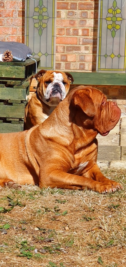 mastiff carterton