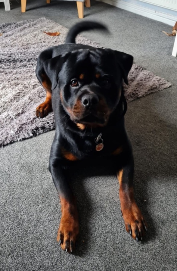 Rottweiler Reddich