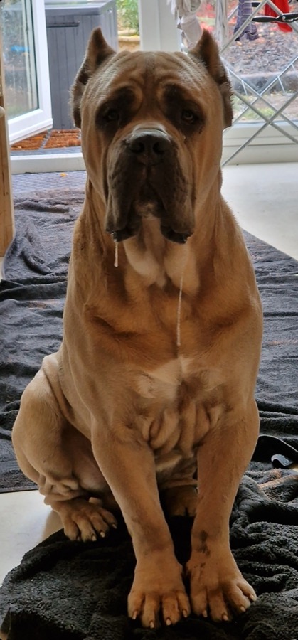 Cane corso extreme fear wantage
