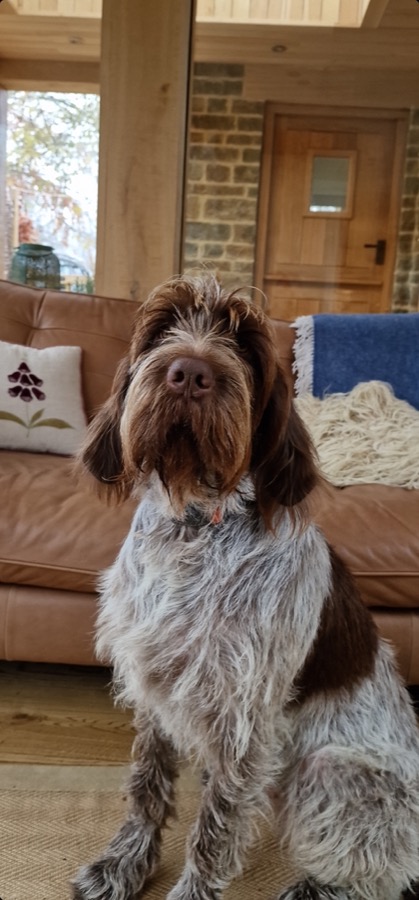 Italian Spinone territorial Southam