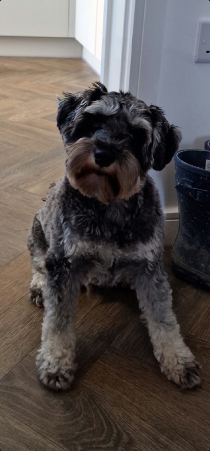 Miniature Schnauzer aggression Lechlade