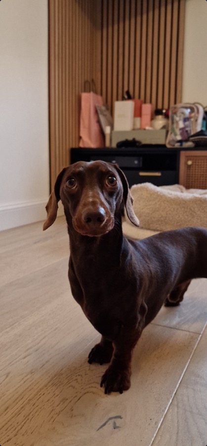 dachshund separation anxiety wantage