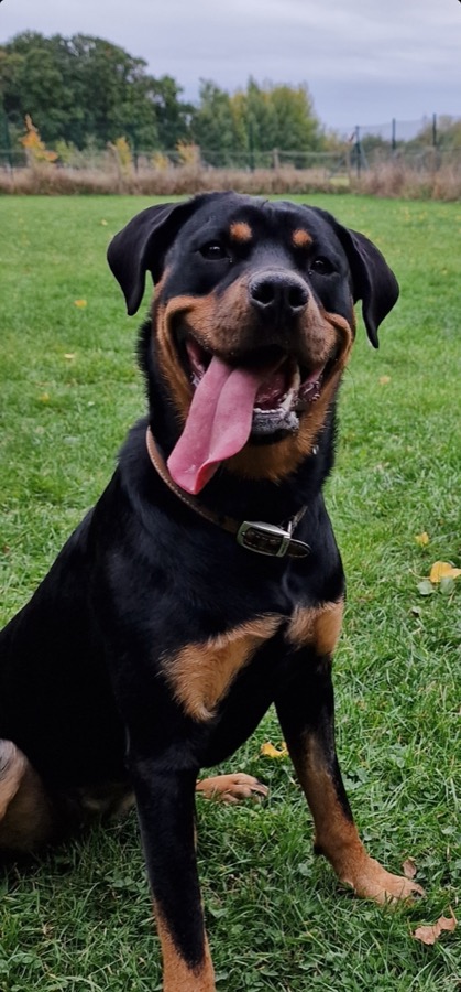 Rottweiler Eynsham