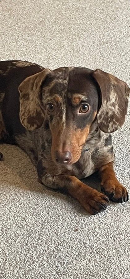 Dachshund aggression Banbury
