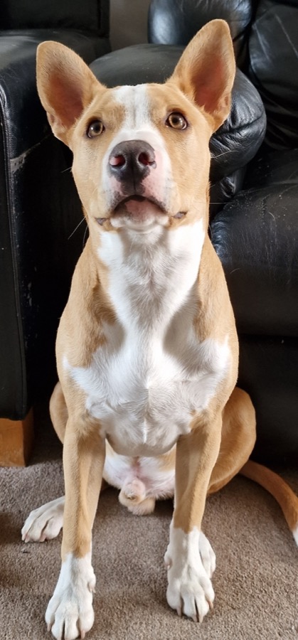 English bull terrier cross reactive Oxfordshire