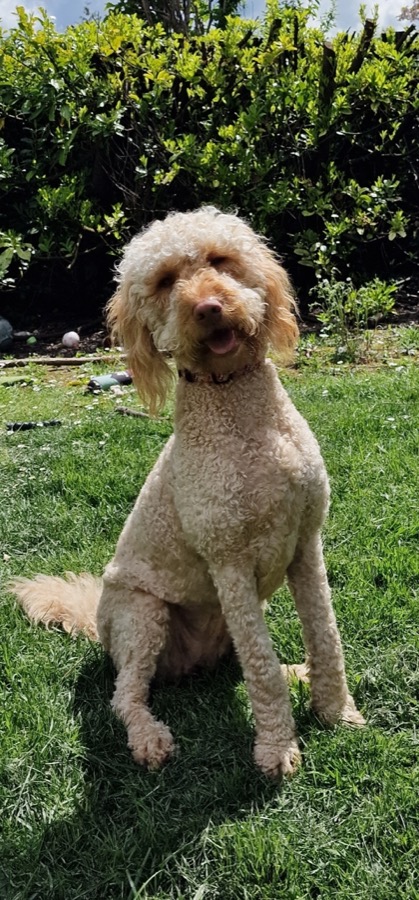 Labradoodle Swindon Reactive