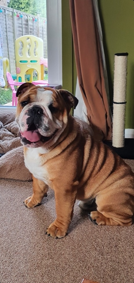 bulldog