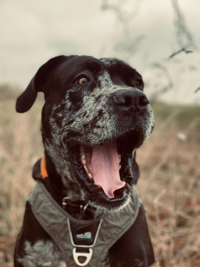 mastiff cross