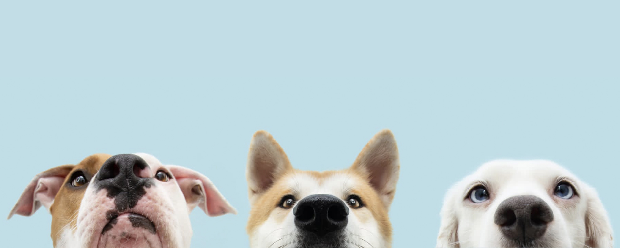 Canine Image Gallery